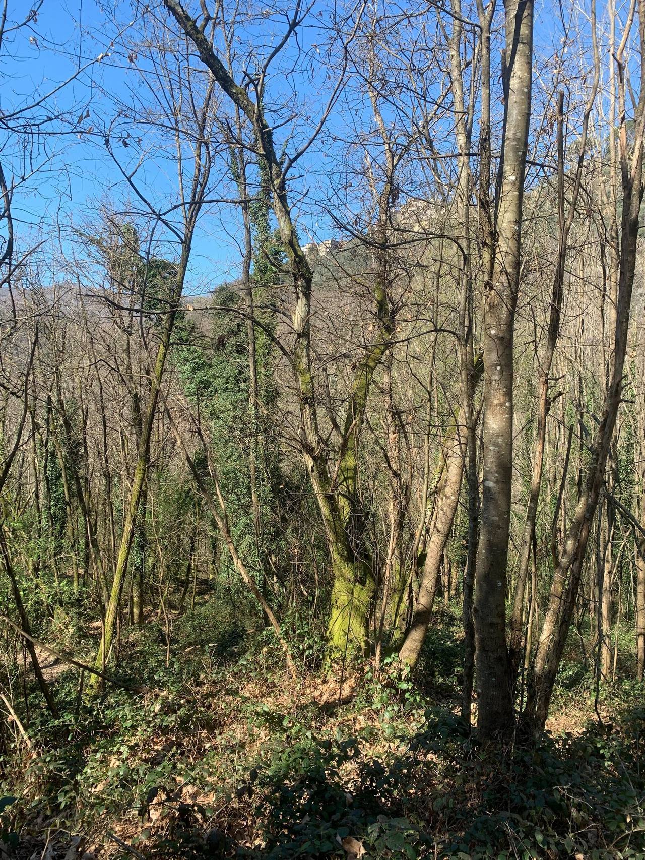 Castagneto secolare della Svizzera Pesciatina