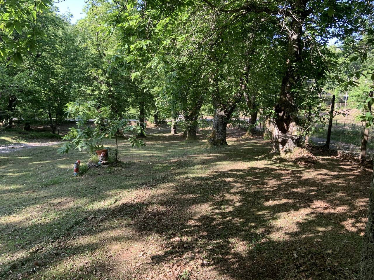 Bosco di castagni in pericolo