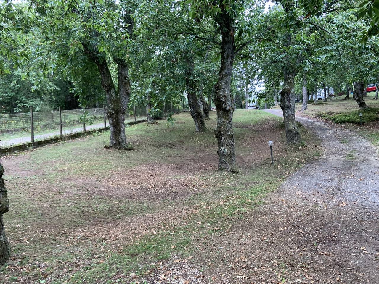 Dettaglio foresta
