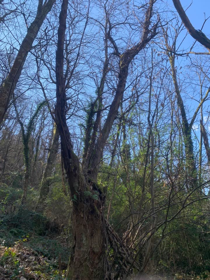 Bosco soffocato da rovi, spine e acacie infestanti